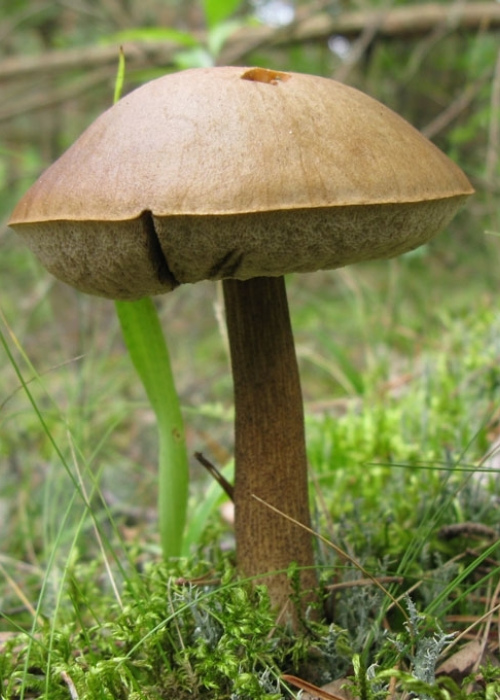 Lepšė