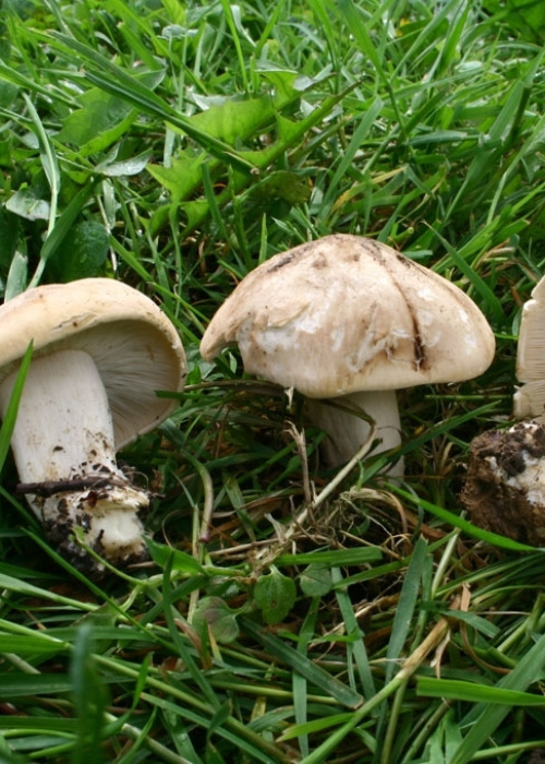 Pavasarinė balteklė