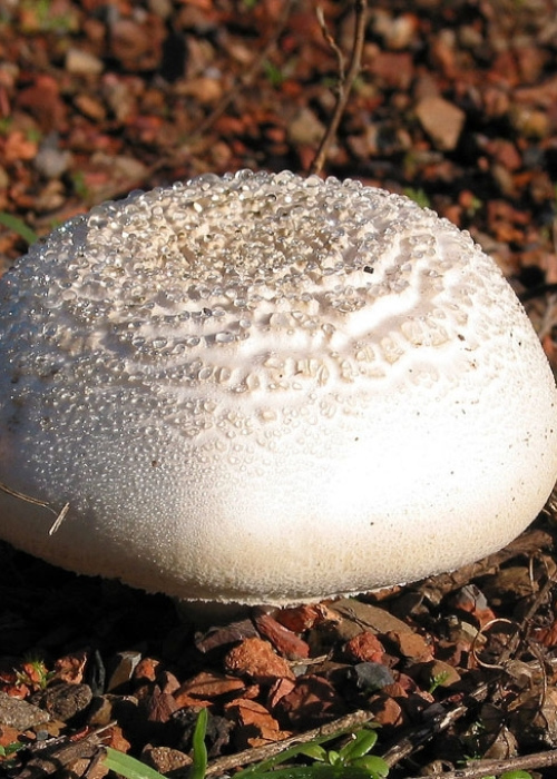 Baltasis balsvis
